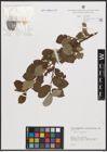 Foto von Salix caprea L.